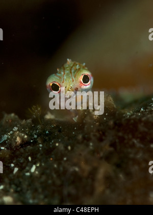 Close up of a bagué les syngnathes dans le Détroit de Lembeh, Indonésie Banque D'Images