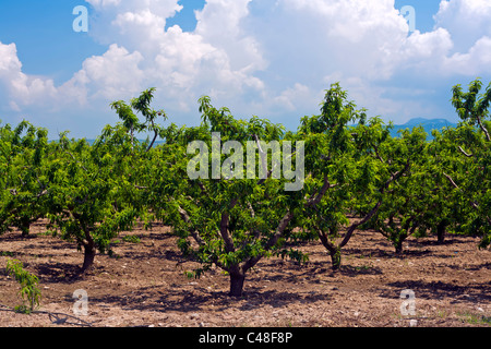 Colouful peach orchard au début de l'été Banque D'Images