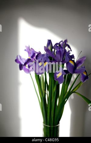 Iris reticulata fleurs dans un vase Banque D'Images