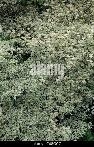 Cornus alternifolia 'Argentea' AGM Banque D'Images