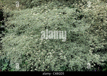 Cornus alternifolia 'Argentea' AGM Banque D'Images