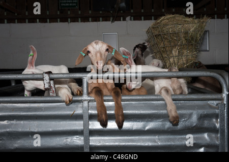 Jeunes chèvres dans une ferme appelée Stockley Farm qui dans le Cheshire en Angleterre. Stockley ferme est ouverte au public et les visiteurs peuvent nourrir les chèvres. Banque D'Images