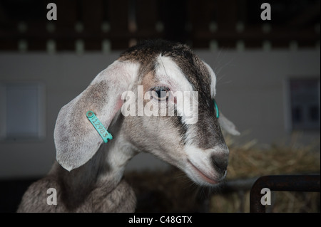 Jeunes chèvres dans une ferme appelée Stockley Farm qui dans le Cheshire en Angleterre. Stockley ferme est ouverte au public et les visiteurs peuvent nourrir les chèvres. Banque D'Images