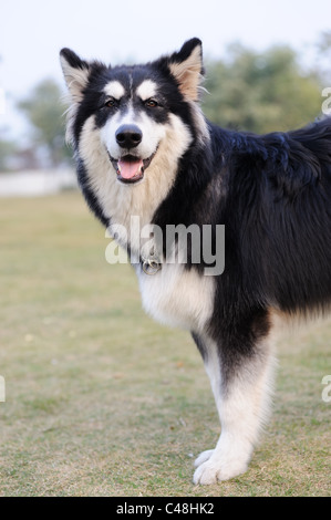 Alaskan Malamute chien debout sur la pelouse Banque D'Images