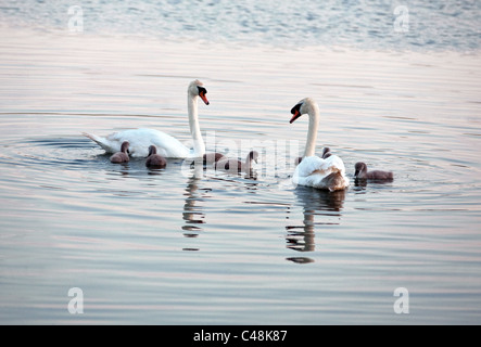 Cygne tuberculé - Cygnus olor - famille de cygnes adultes avec cygnets, Lackford Lacs UK Suffolk Banque D'Images