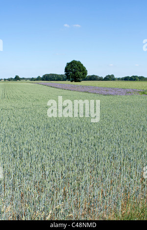 Les champs de blé et de lin près de Luechow, Basse-Saxe, Allemagne Banque D'Images