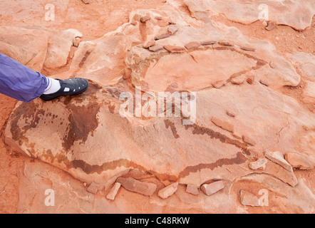 Empreintes de dinosaures près de Tuba City. Sur navajo land. À l'air libre et très accessible. Pied humain montrant la taille à donner Banque D'Images