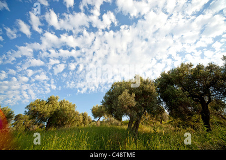 Oliviers près de Toroni, Sithonia, Halkidiki, Grèce Banque D'Images