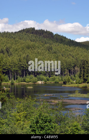 Autour d'une plantation forestière de lac à Nant yr Arian, dans les monts Cambriens de l'ouest du pays de Galles. Banque D'Images