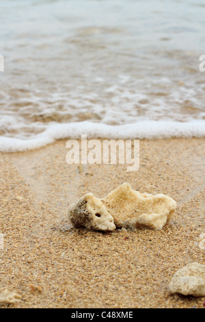 Sur la plage des coraux touchés par vague. Banque D'Images