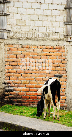 Une vache erre dans les rues à la recherche de l'herbe, le nord de l'Équateur. Banque D'Images