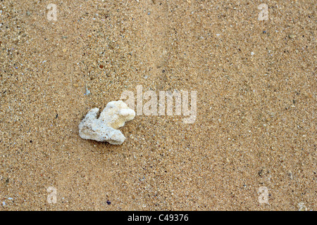 Seul sur le sable de corail. Banque D'Images