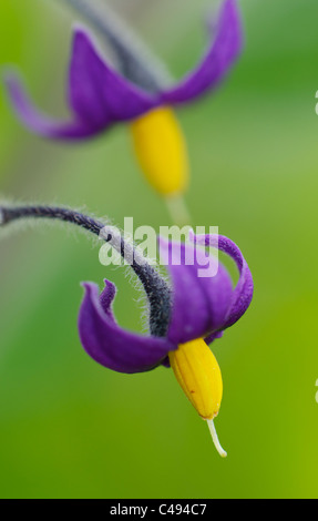 Bittersweet fleurs en close-up Banque D'Images