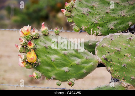 Cactus avec bourgeons et fleurs en fleurs dans la campagne près de Mascota à Jalisco, Mexique. Banque D'Images