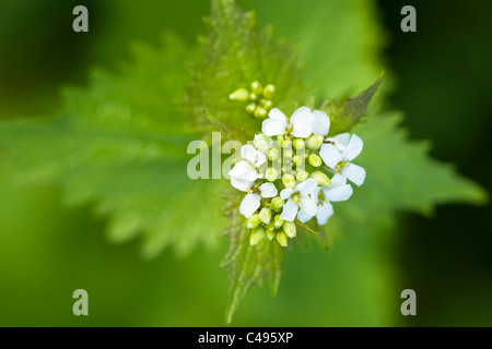 L'alliaire officinale, Alliaria petiolata, en fleurs Banque D'Images