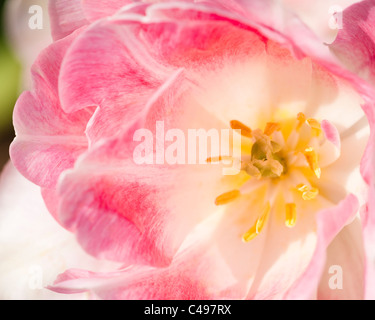 Tulipa 'angélique', double fin Tulip, en fleurs Banque D'Images