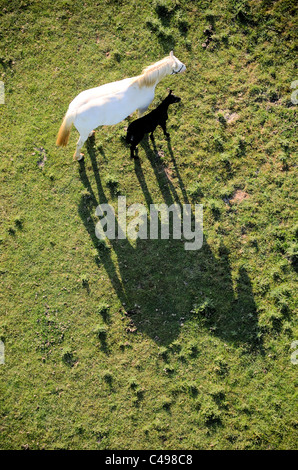 Vue aérienne de cheval et poulain avec ombres sur hot air balloon Banque D'Images