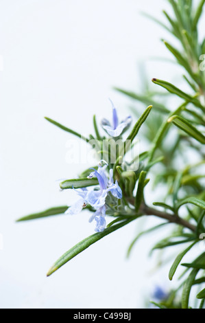 Le romarin, Rosmarinus officinalis, en fleurs Banque D'Images