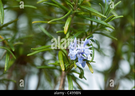 Le romarin, Rosmarinus officinalis, en fleurs Banque D'Images