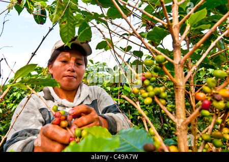 Femme travailleur saisonnier cueillette du café dans les collines d'El Rodeo Vallée Centrale Costa Rica Banque D'Images