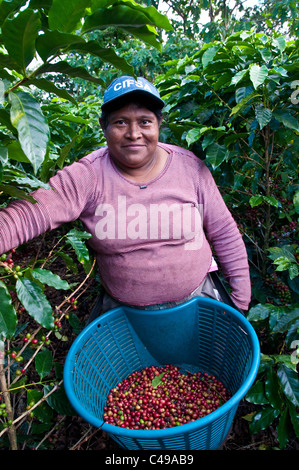 Femme travailleur saisonnier cueillette du café dans les collines d'El Rodeo Vallée Centrale Costa Rica Banque D'Images