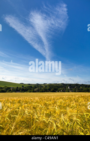 Une vue sur un champ de maïs d'été vers un village anglais dans le Wiltshire avec un ciel bleu et nuages d'été Banque D'Images
