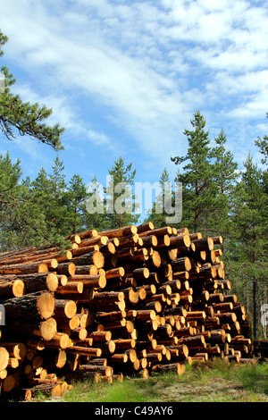 Pile de grumes de pin coupé en forêt à l'été. Banque D'Images