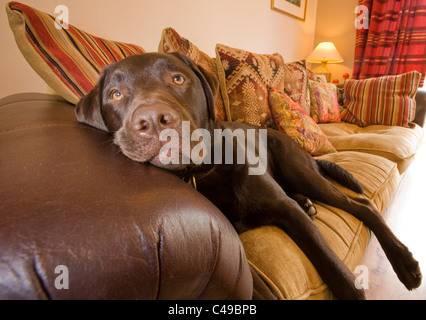 Labrador retriever adulte seul portant sur canapé UK Banque D'Images