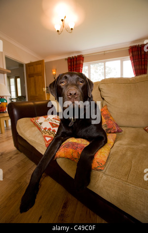 Labrador retriever adulte seul portant sur canapé UK Banque D'Images