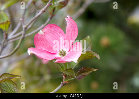 Gros plan de fleur de cornouiller rose Banque D'Images