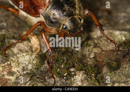 Les femelles de la Cockchafer (Melolontha melolontha) sur un tronc d'arbre Banque D'Images