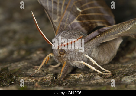 Sphynx du peuplier (Laothoe populi) reposant sur une branche d'arbre Banque D'Images