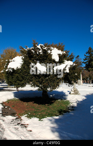 Arbre avec des plaques de neige sur les branches par beau jour d'hiver à Ross Bay cemetery Banque D'Images