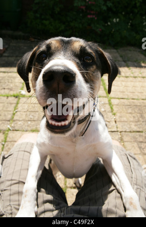 Jack Russell Terrier adulte seul sauter sur aux propriétaires lap UK Banque D'Images