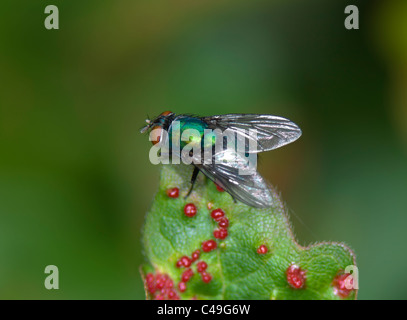 Mouche (Cynomyia mortuorum), France Banque D'Images