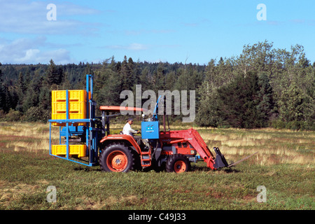 Agriculteur sur le tracteur de bleuets Bleuets sauvages récolte de petits arbustes, sur une ferme près de Diligent River, Nova Scotia, Canada Banque D'Images