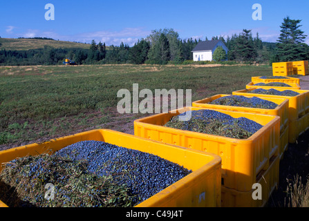 - Récolte de bleuets sauvages récoltées sur terrain et stockés dans des caisses à la ferme près de Diligent River, Nova Scotia, Canada Banque D'Images