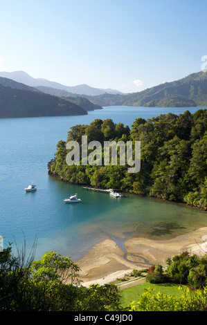 Whenuanui / baie de Becks Grove, arm, Marlborough Sounds, île du Sud, Nouvelle-Zélande Banque D'Images