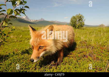 Kit red fox (Vulpes vulpes) à Becharof National Wildlife Refuge en Alaska Banque D'Images