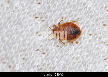 Macro photo montrant le tissu d'un matelas de lit avec une punaise de lit (Cimex lectularius) ramper sur elle, au Colorado. Banque D'Images