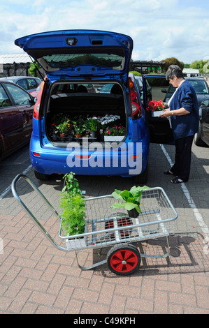 Femme âgée de 69 ans acheté de plantes chargement garden centre en voiture Banque D'Images