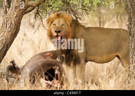 Male lion (Panthera leo) avec une carcasse de bison dans le Kruger Park domaine de l'Afrique du Sud. Banque D'Images