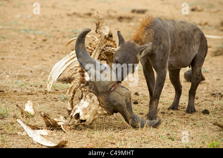 L'Hyène tachetée (Crocuta crocuta) aussi connu comme l'hyène riant à une carcasse de bison dans le Kruger Park domaine de l'Afrique du Sud. Banque D'Images