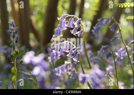 Retour allumé sous jacinthes des bois de hêtre en soleil, printemps rayons de soleil percent le bois Banque D'Images