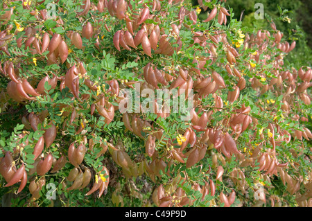 Senna (vessie Colutea arborescens), bush avec des fruits. Studio photo sur un fond blanc. Banque D'Images