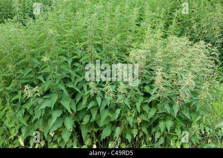 L'ortie (Urtica dioica), stand de floraison. Banque D'Images