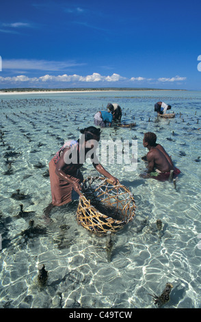 Mauvaises herbes de mer ferme ou d'algues, ou la collecte des algues, Vezo au large de la côte sud-ouest de Madagascar près de Tulear ou Toliara Banque D'Images