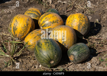 Huile styrienne La citrouille (Cucurbita pepo var. styriaca). Des fruits sur un champ, Burgenland, Autriche. Banque D'Images