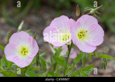 Pink l'onagre (Oenothera speciosa), plante à fleurs. Banque D'Images