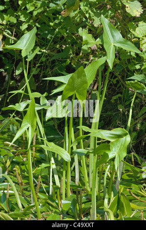 Les Sagittaires, sagittaires (Sagittaria sagittifolia). Banque D'Images